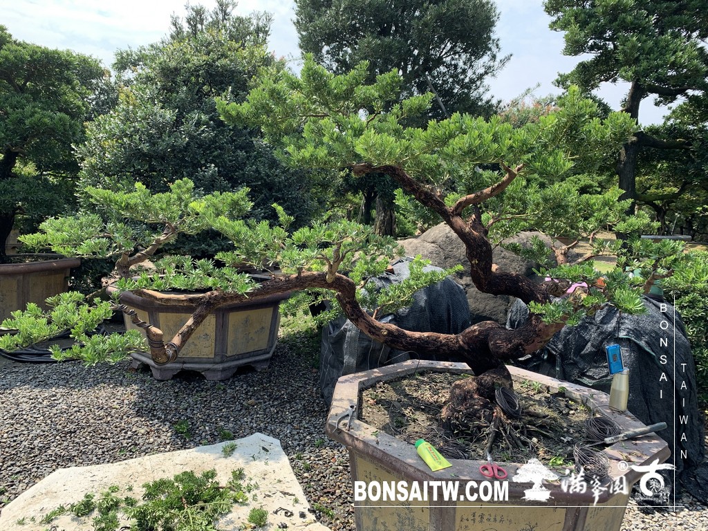 img 6153 1 [晶鑽羅漢松]等待，是為了下一次的蛻變(72) 蛻變專題(The plan)