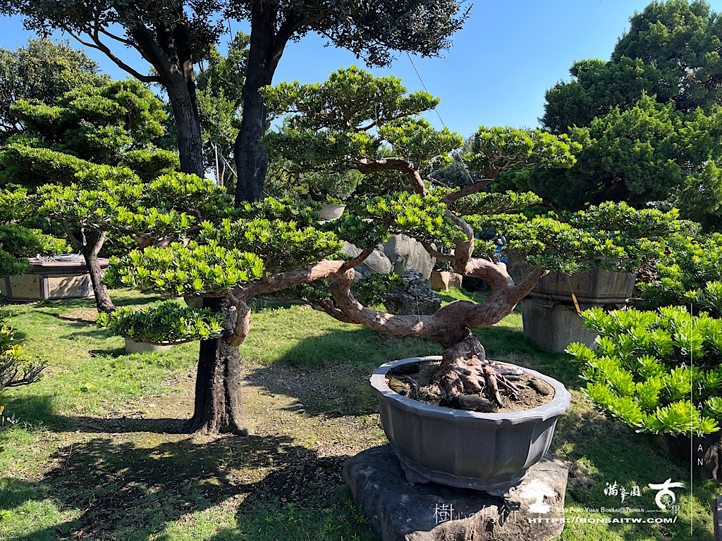 img 6159 [晶鑽羅漢松]等待，是為了下一次的蛻變(72) 蛻變專題(The plan)