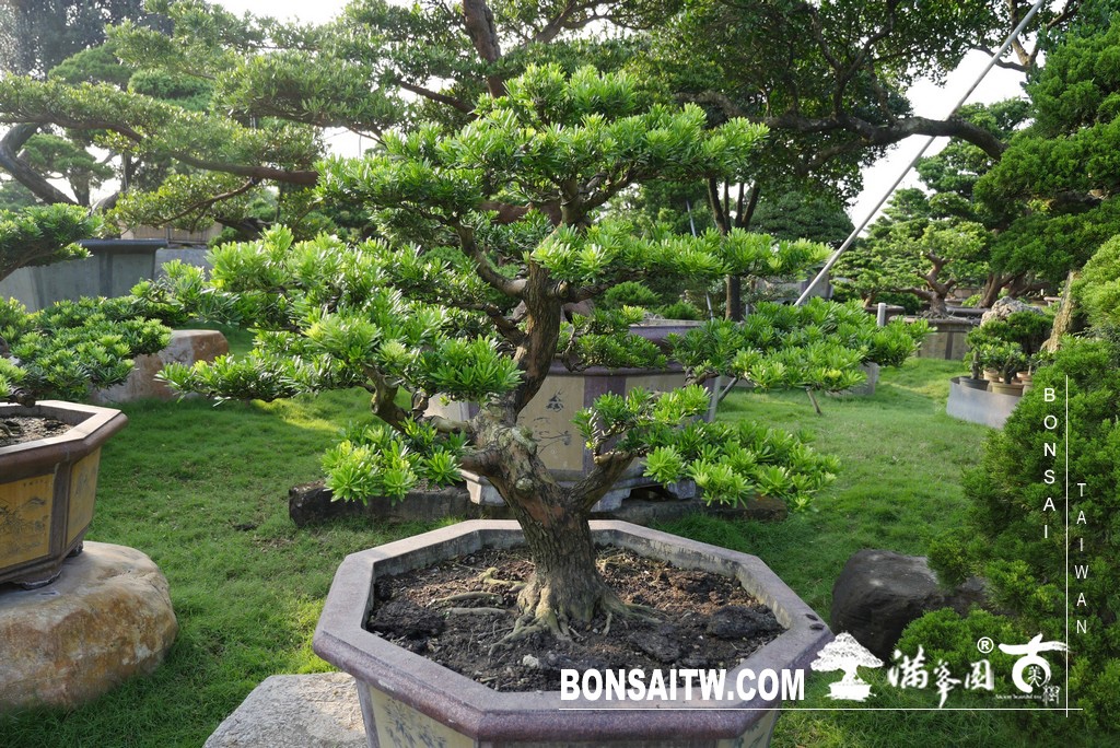 img 6162 [晶鑽羅漢松]等待，是為了下一次的蛻變(73) 蛻變專題(The plan)