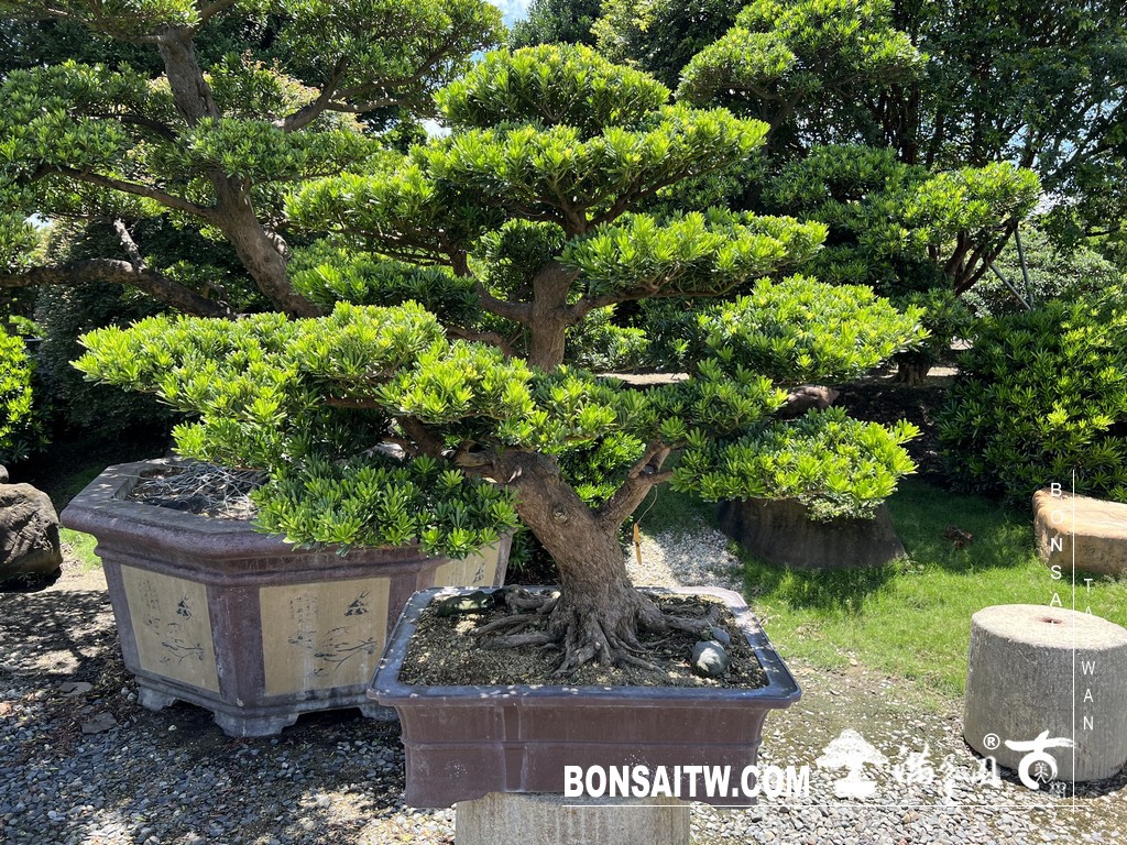 img 6163 [晶鑽羅漢松]等待，是為了下一次的蛻變(73) 蛻變專題(The plan)