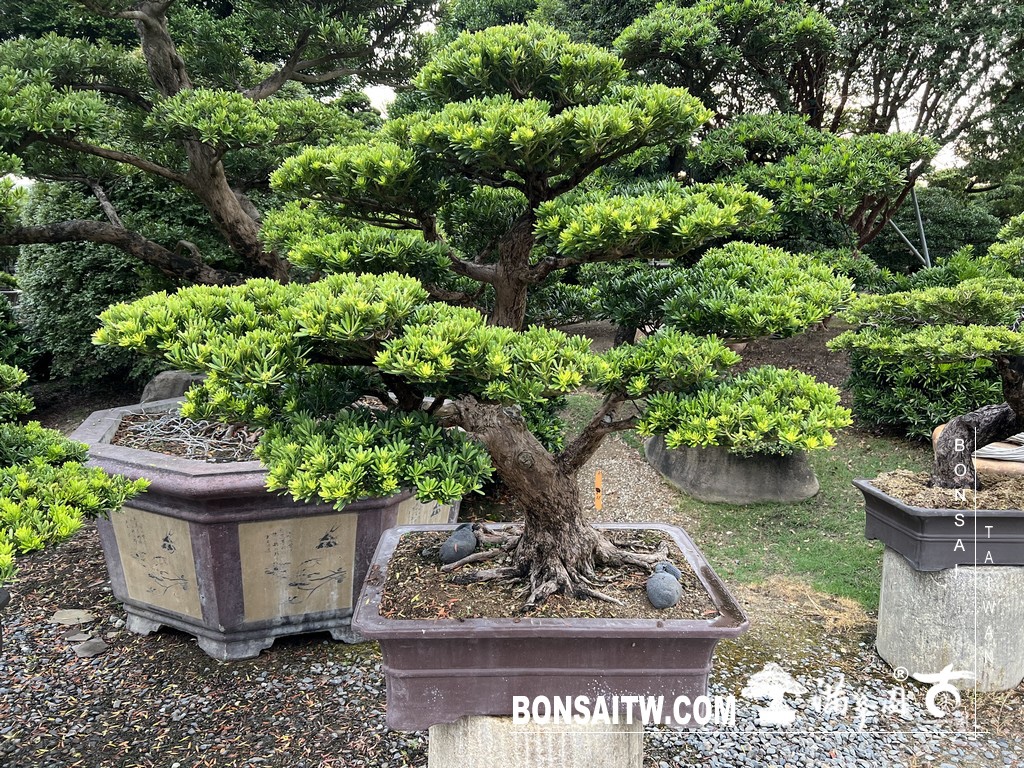 img 6164 [晶鑽羅漢松]等待，是為了下一次的蛻變(73) 蛻變專題(The plan)