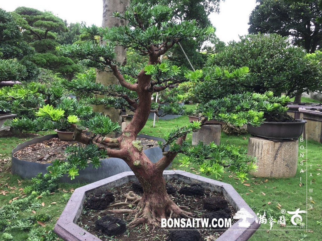 img 6165 [晶鑽羅漢松]等待，是為了下一次的蛻變(73) 蛻變專題(The plan)