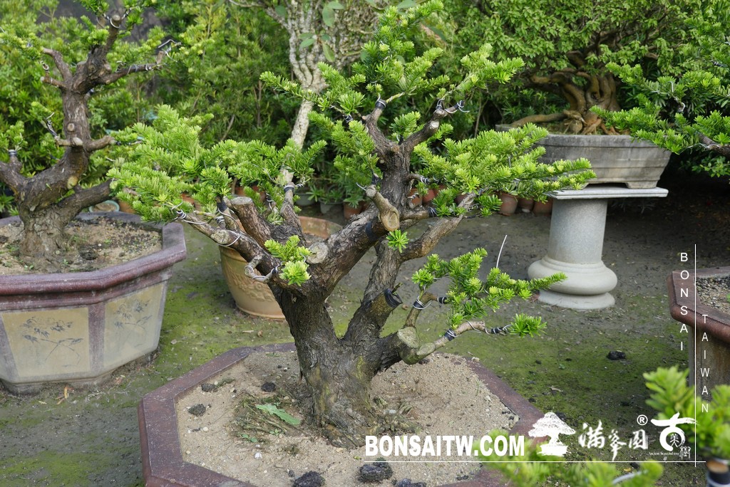 img 6168 [晶鑽羅漢松]等待，是為了下一次的蛻變(74) 蛻變專題(The plan)