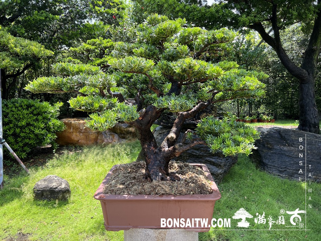 img 6169 [晶鑽羅漢松]等待，是為了下一次的蛻變(74) 蛻變專題(The plan)