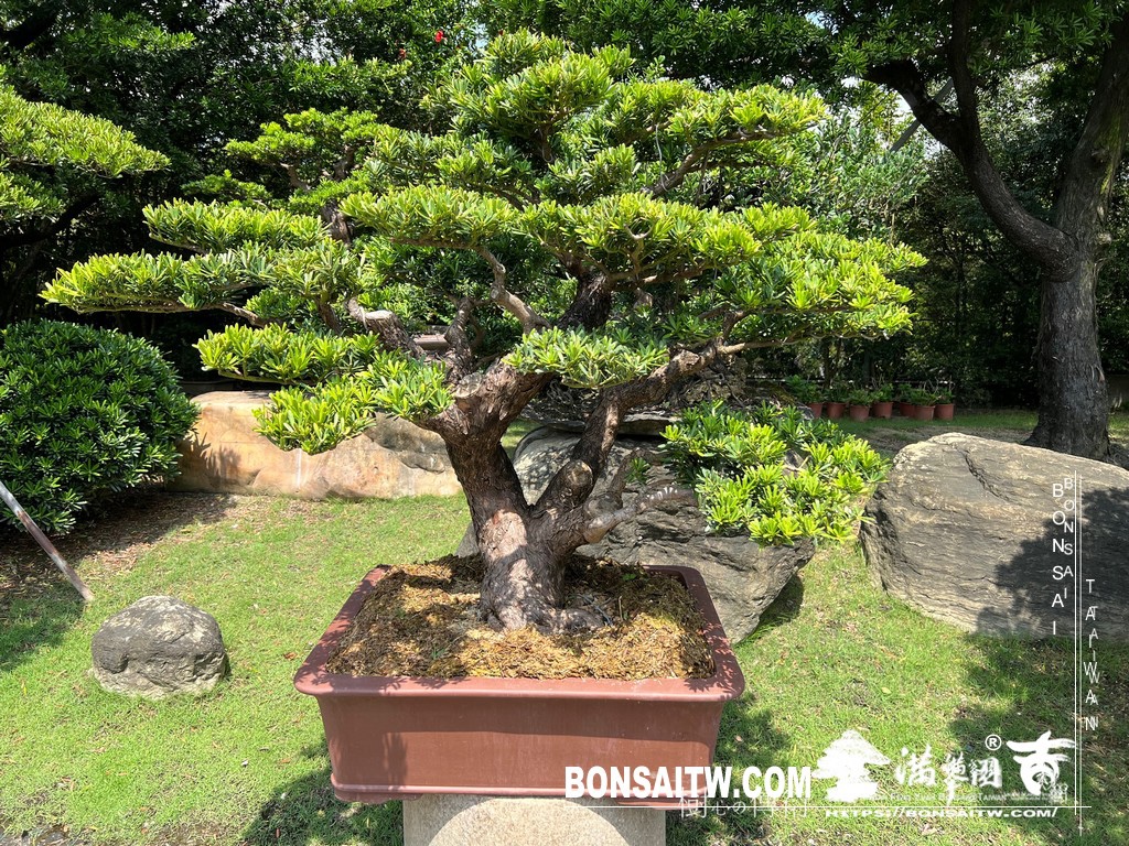 img 6171 [晶鑽羅漢松]等待，是為了下一次的蛻變(74) 蛻變專題(The plan)