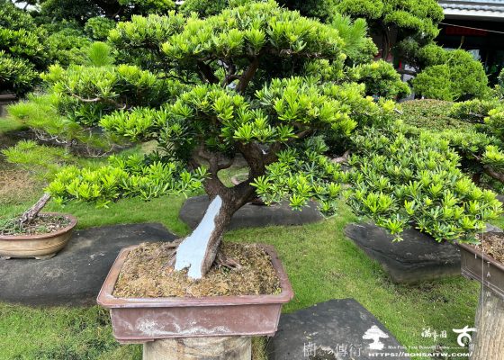 img 6305 [晶鑽羅漢松]等待，是為了下一次的蛻變(76) 蛻變專題(The plan)