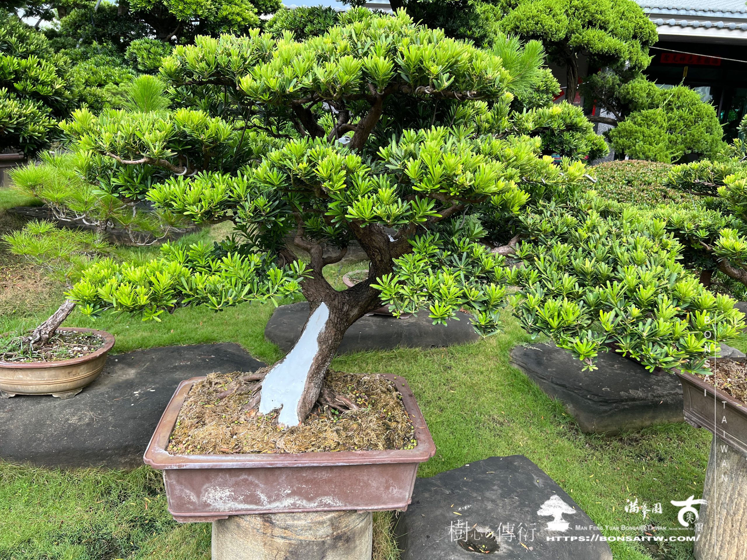 img 6305 [晶鑽羅漢松]等待，是為了下一次的蛻變(76) 盆栽(Bonsai)