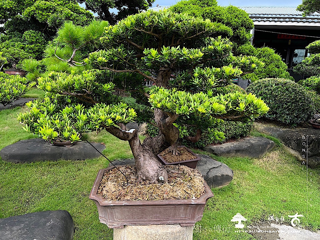 img 6309 [晶鑽羅漢松]等待，是為了下一次的蛻變(75) 盆栽(Bonsai)