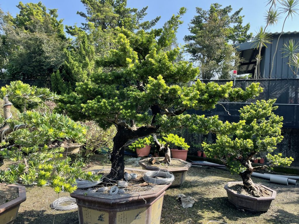 img 6317 [晶鑽羅漢松]等待，是為了下一次的蛻變(61) 蛻變專題(The plan)