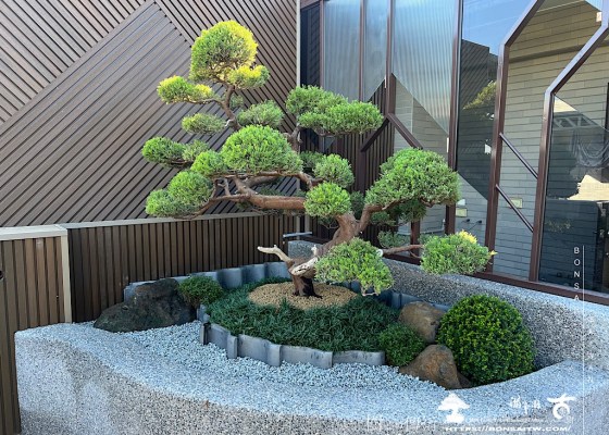 img 6336 [我們的作品]大露台景案-案1227 真柏(Juniperus chinensis)