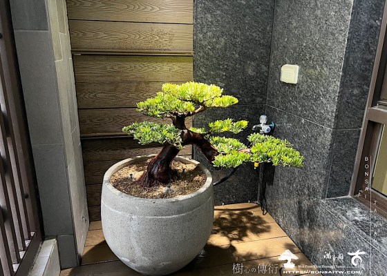 img 6363 [我們的作品]玄關步道設計案-案1228 玄武岩