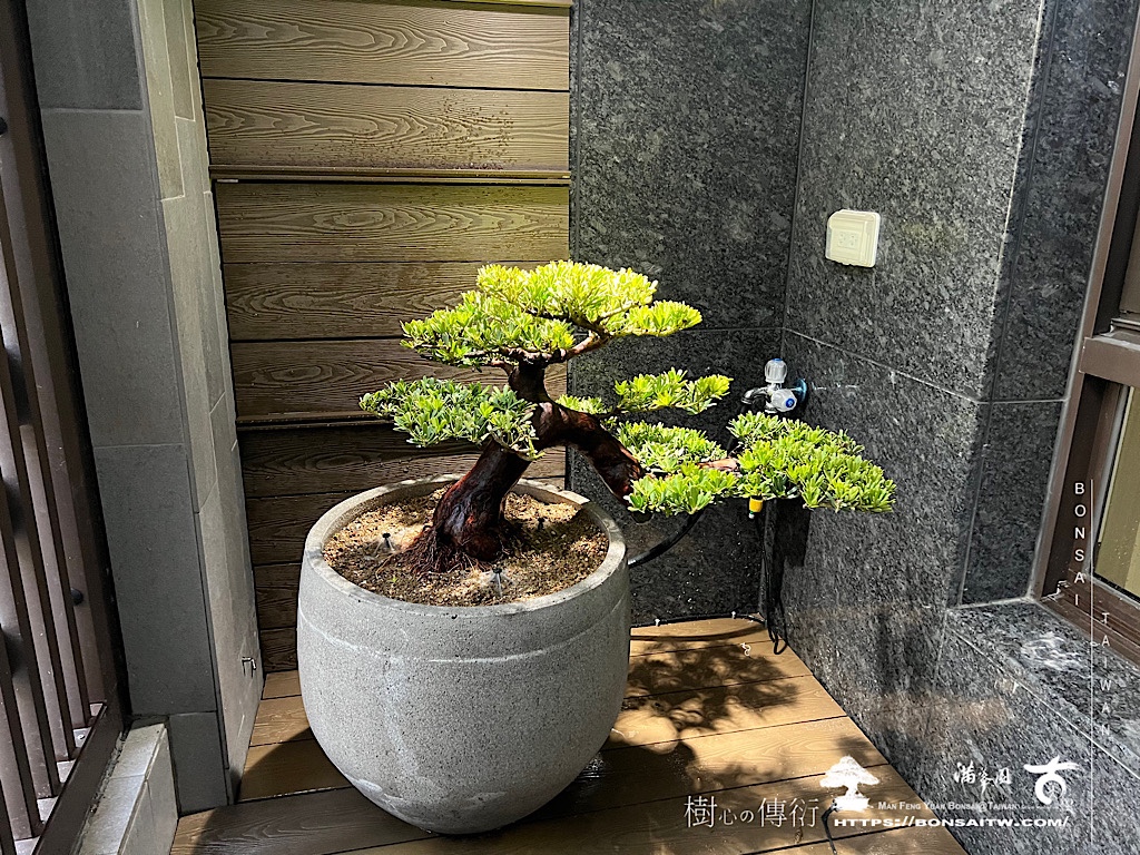 img 6363 [我們的作品]玄關步道設計案-案1228 客戶案例