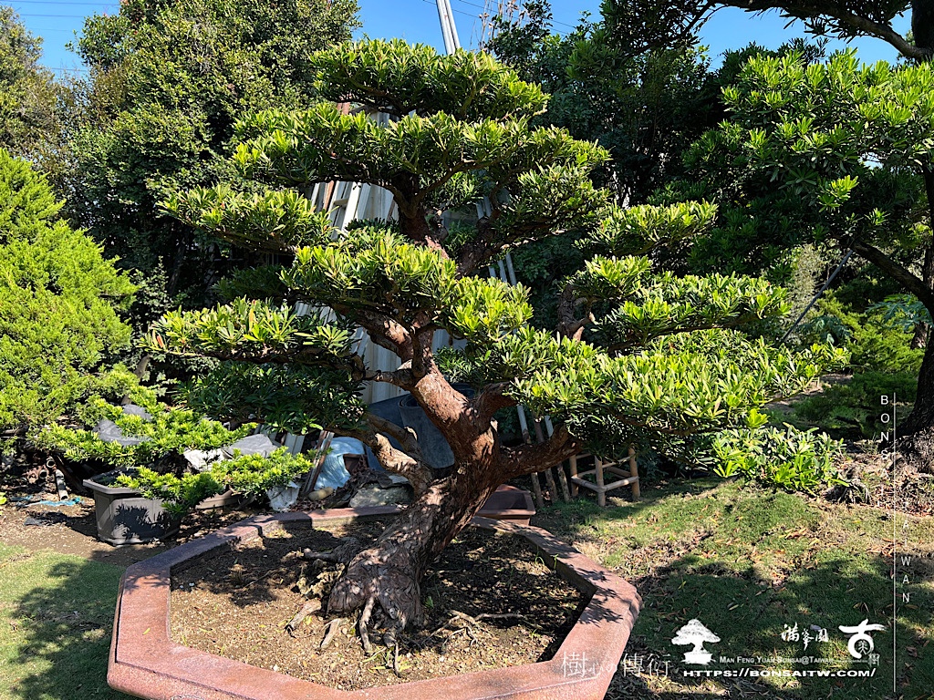 img 6428 [晶鑽羅漢松]等待，是為了下一次的蛻變(76) 盆栽(Bonsai)