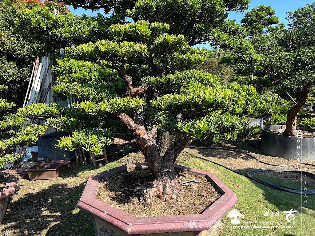 img 6431 [晶鑽羅漢松]等待，是為了下一次的蛻變(64) 盆栽(Bonsai)