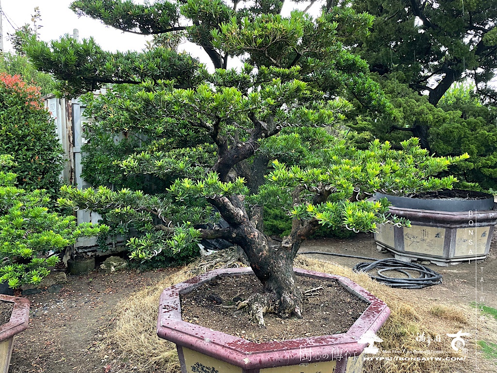 img 6437 [晶鑽羅漢松]等待，是為了下一次的蛻變(64) 盆栽(Bonsai)