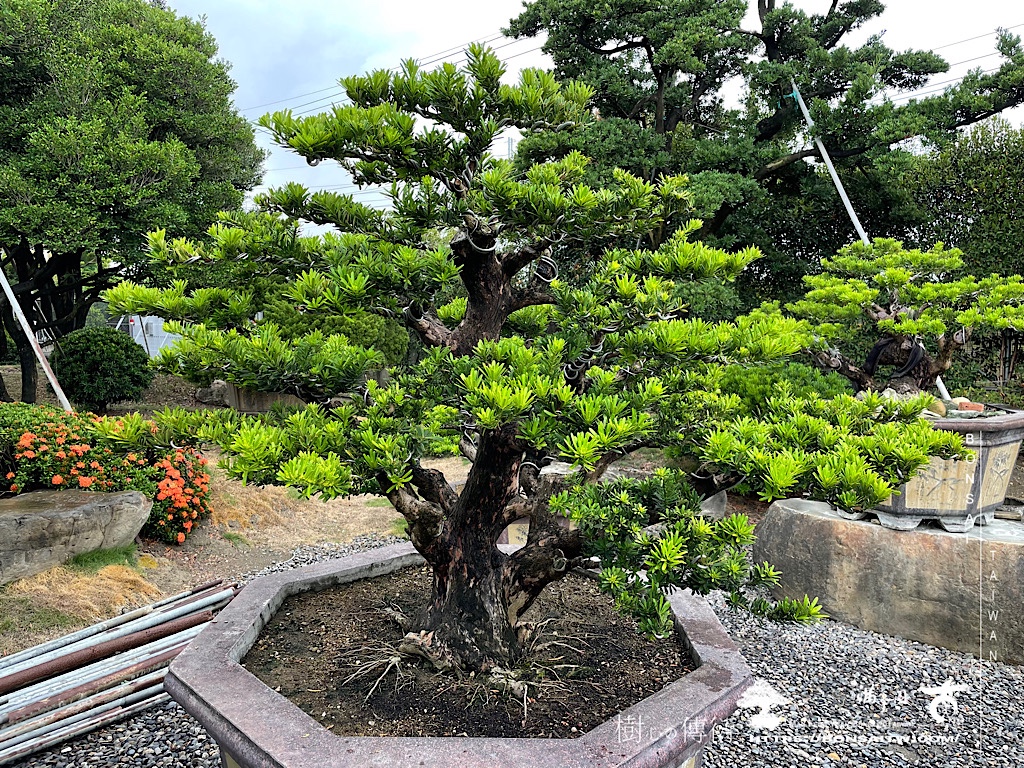 img 6439 [晶鑽羅漢松]等待，是為了下一次的蛻變(62) 盆栽(Bonsai)