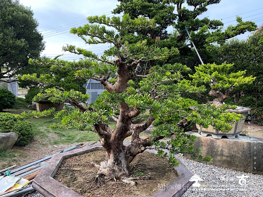 img 6440 [晶鑽羅漢松]等待，是為了下一次的蛻變(62) 盆栽(Bonsai)