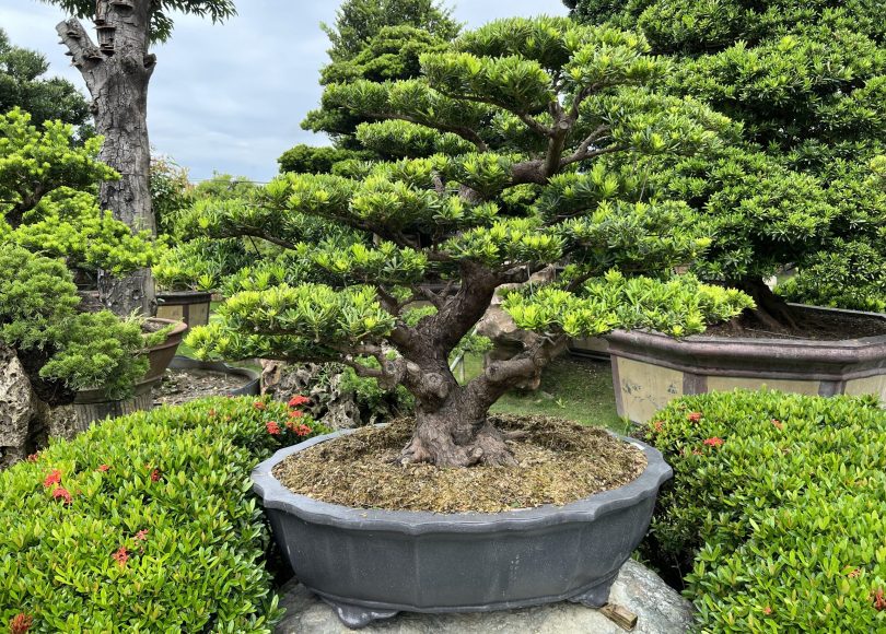 img 6645 [晶鑽羅漢松]等待，是為了下一次的蛻變(56) 我們的作品(Our Design)