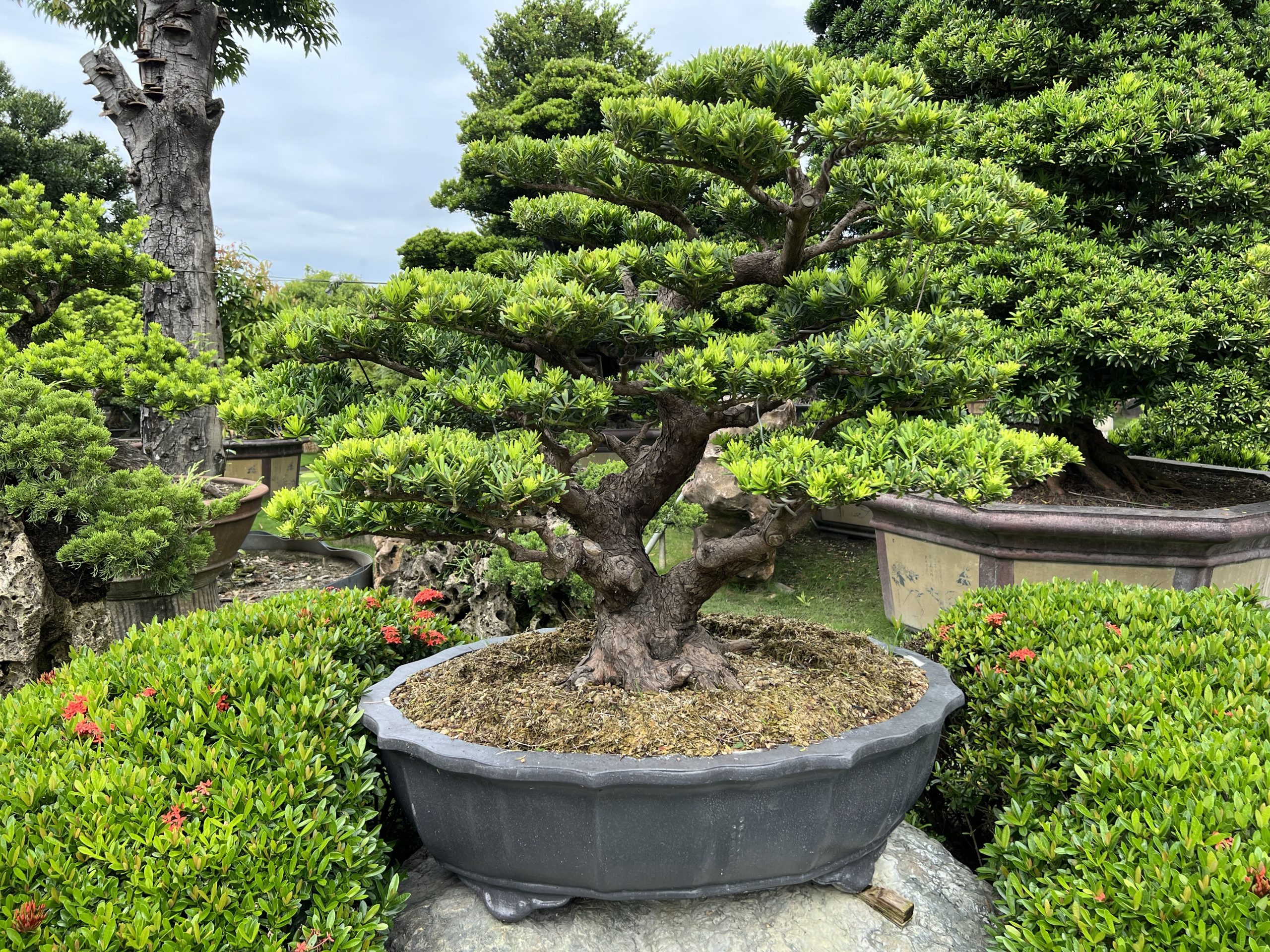 img 6645 [晶鑽羅漢松]等待，是為了下一次的蛻變(56) 我們的作品(Our Design)