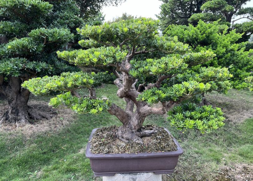 img 9092 1 [晶鑽羅漢松]等待，是為了下一次的蛻變(59) 蛻變專題(The plan)