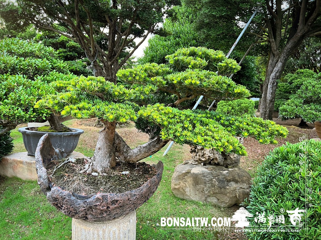 001 11 [晶鑽羅漢松]等待，是為了下一次的蛻變(85) 盆栽(Bonsai)