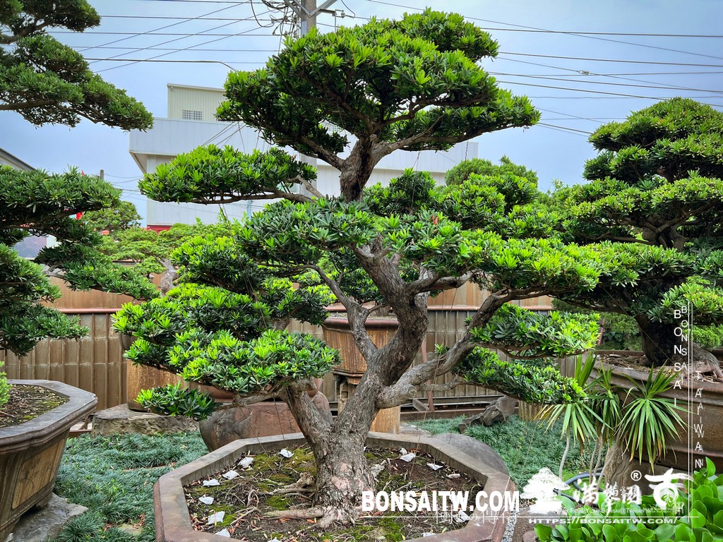 001 12 [晶鑽羅漢松]等待，是為了下一次的蛻變(86) 盆栽(Bonsai)