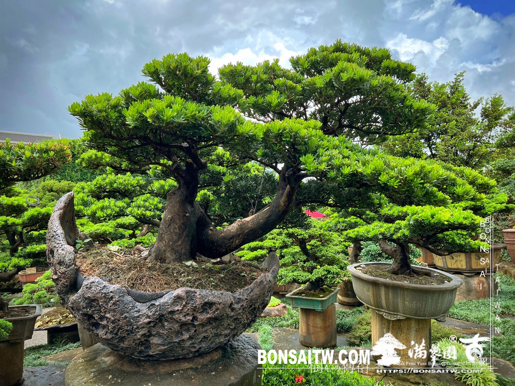 001 15 [晶鑽羅漢松]等待，是為了下一次的蛻變(85) 盆栽(Bonsai)