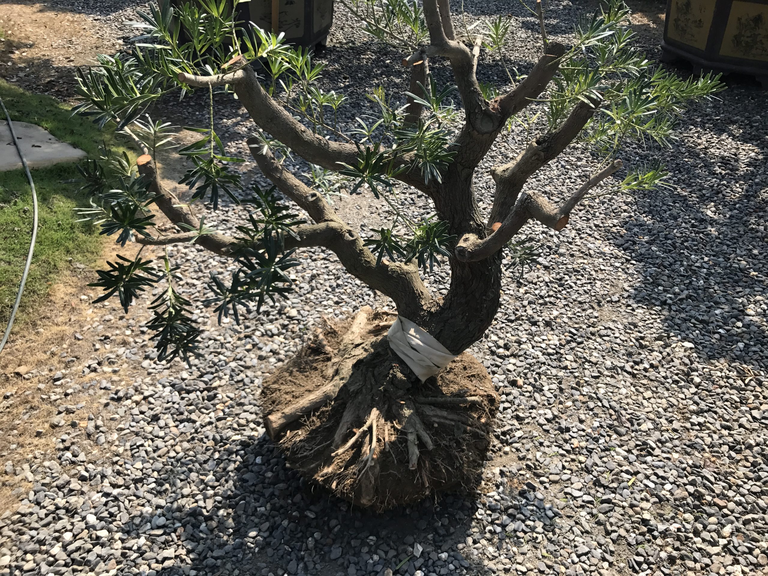 003 2 [晶鑽羅漢松]等待，是為了下一次的蛻變(81) 盆栽(Bonsai)