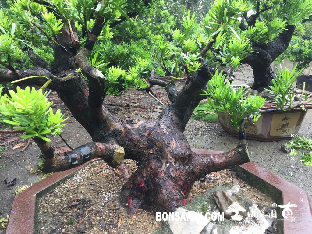005 [晶鑽羅漢松]等待，是為了下一次的蛻變(78) 盆栽(Bonsai)