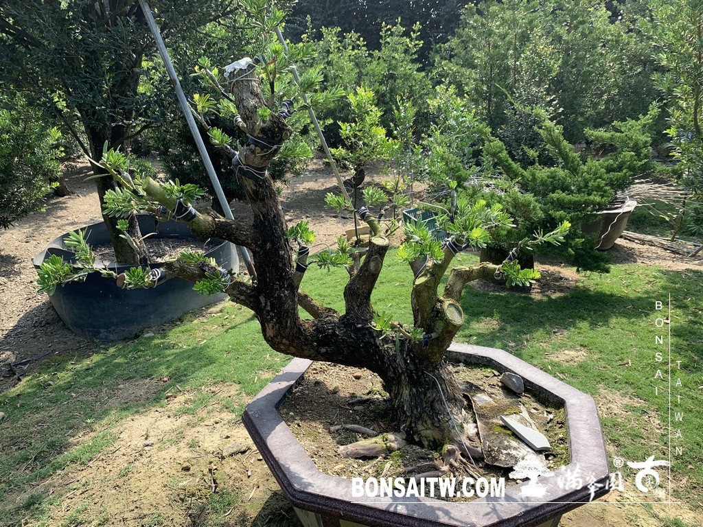 012 2 [晶鑽羅漢松]等待，是為了下一次的蛻變(82) 盆栽(Bonsai)