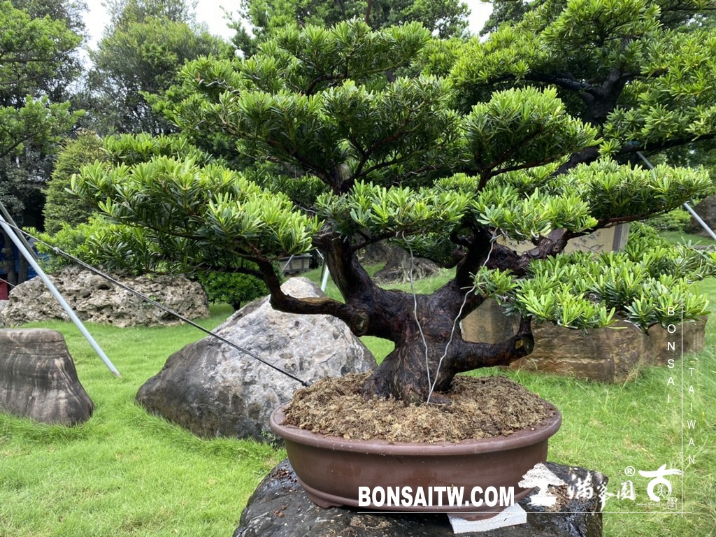 014 3 [晶鑽羅漢松]等待，是為了下一次的蛻變(78) 盆栽(Bonsai)