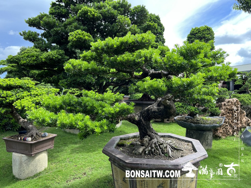 016 [晶鑽羅漢松]等待，是為了下一次的蛻變(83) 蛻變專題(The plan)