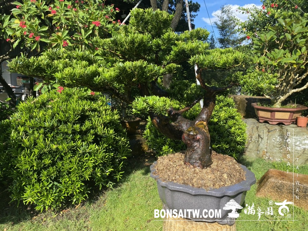 016 2 [晶鑽羅漢松]等待，是為了下一次的蛻變(87) 盆栽(Bonsai)