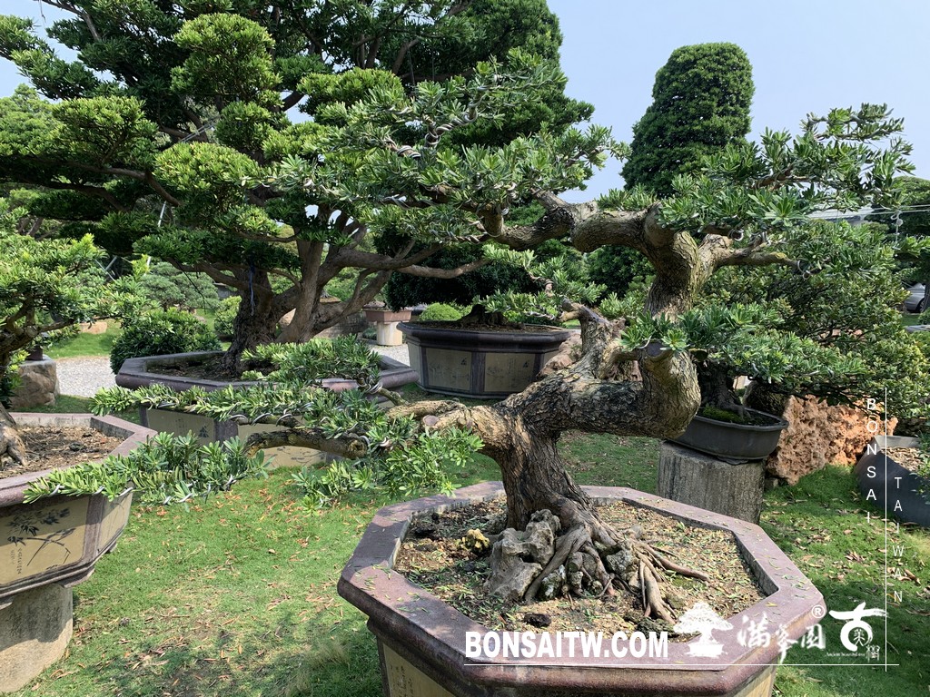 027 7 [晶鑽羅漢松]等待，是為了下一次的蛻變(83) 蛻變專題(The plan)