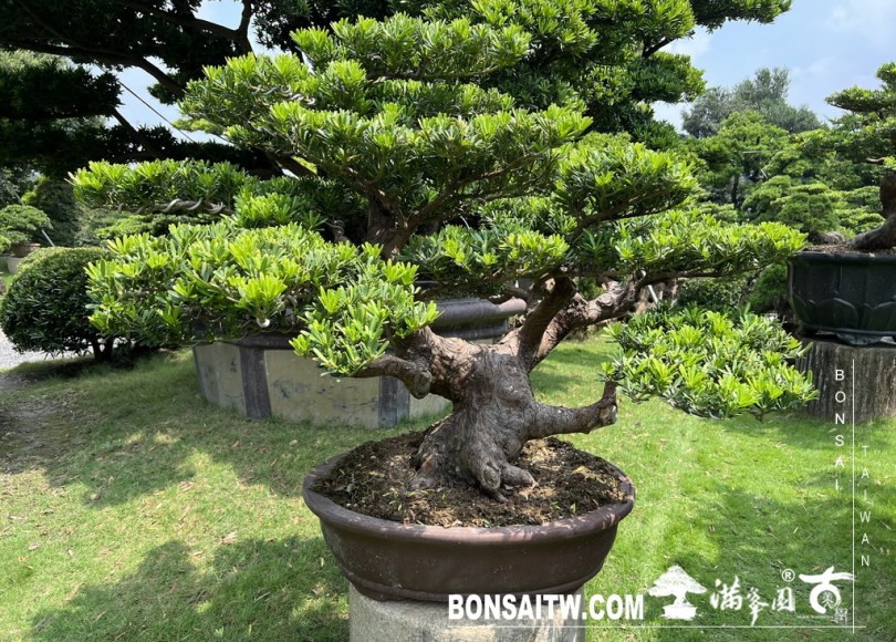 030 2 [晶鑽羅漢松]等待，是為了下一次的蛻變(78) 盆栽(Bonsai)