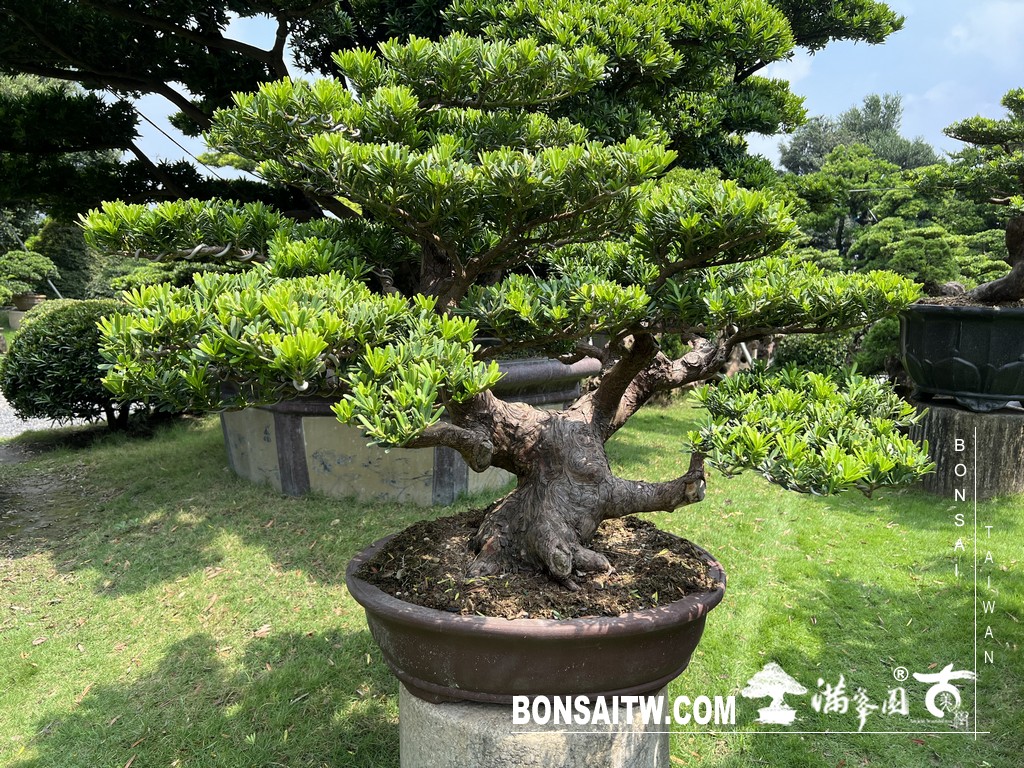 030 2 [晶鑽羅漢松]等待，是為了下一次的蛻變(78) 盆栽(Bonsai)