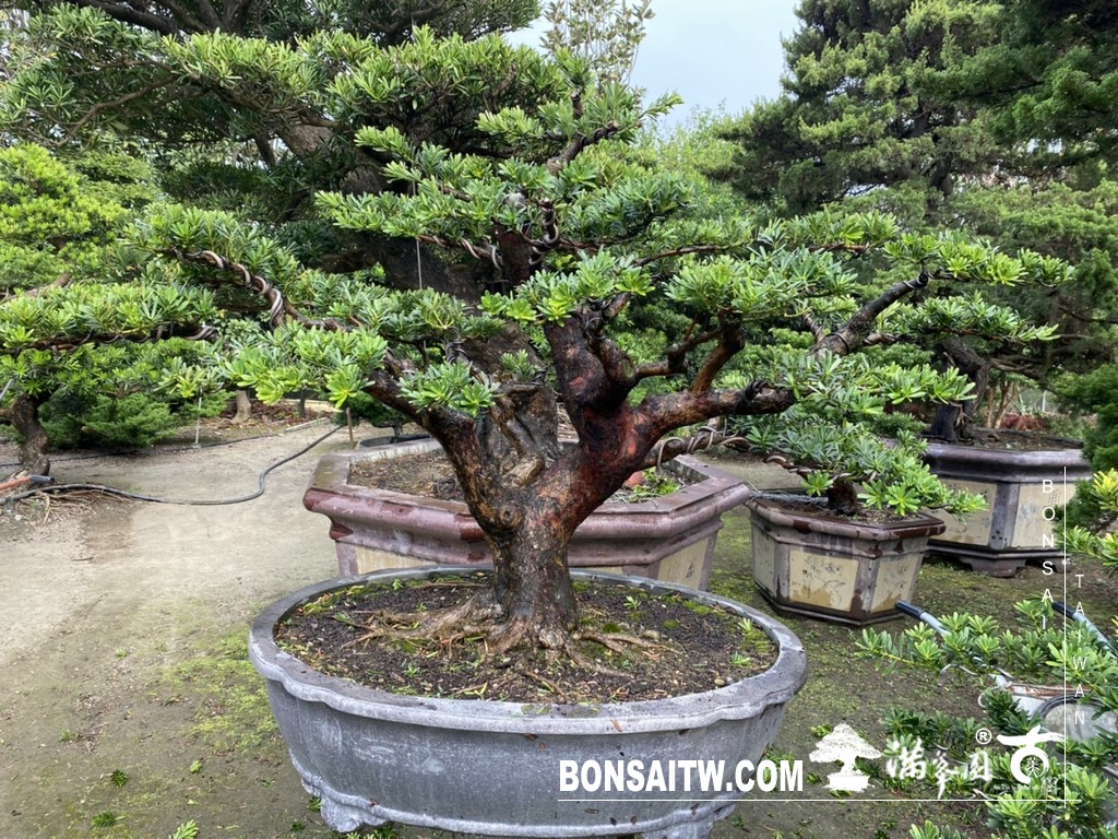 034 [晶鑽羅漢松]等待，是為了下一次的蛻變(84) 盆栽(Bonsai)