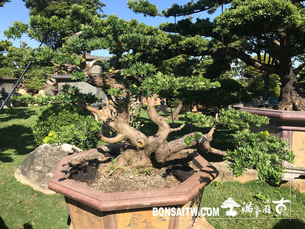 040 [晶鑽羅漢松]等待，是為了下一次的蛻變(79) 盆栽(Bonsai)