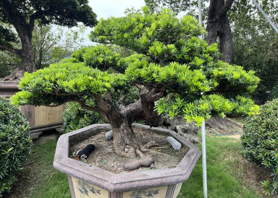 042 [晶鑽羅漢松]等待，是為了下一次的蛻變(80) 盆栽(Bonsai)