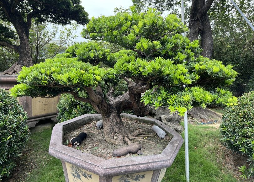 042 [晶鑽羅漢松]等待，是為了下一次的蛻變(80) 盆栽(Bonsai)