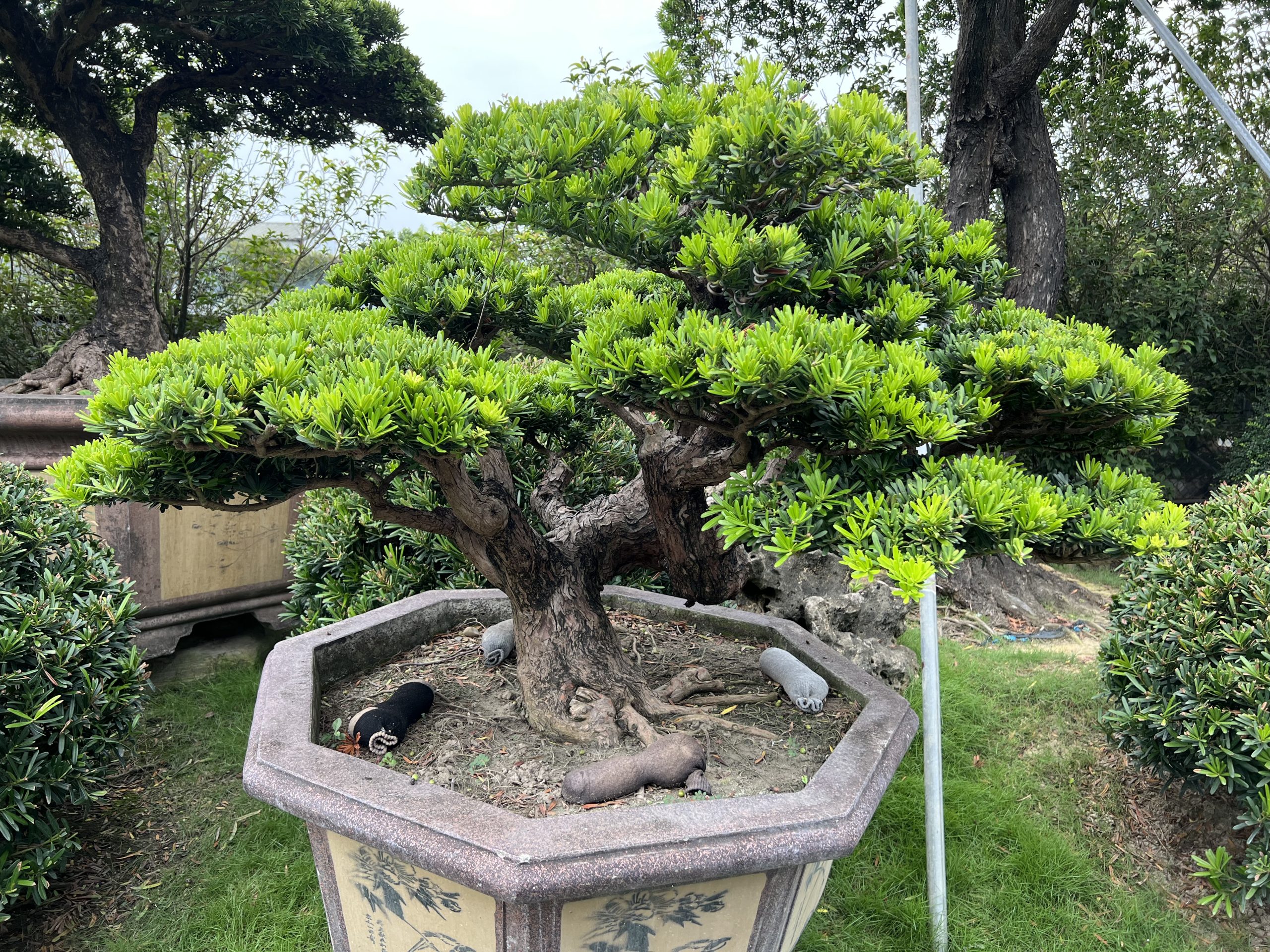 042 [晶鑽羅漢松]等待，是為了下一次的蛻變(80) 盆栽(Bonsai)