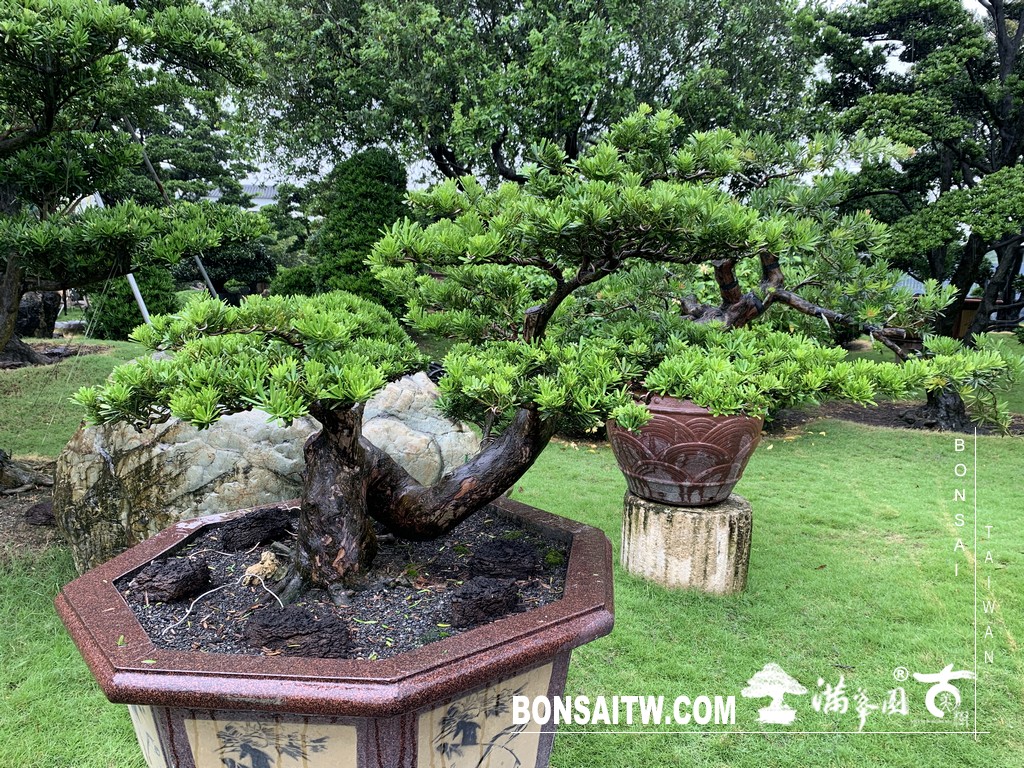 048 [晶鑽羅漢松]等待，是為了下一次的蛻變(85) 盆栽(Bonsai)