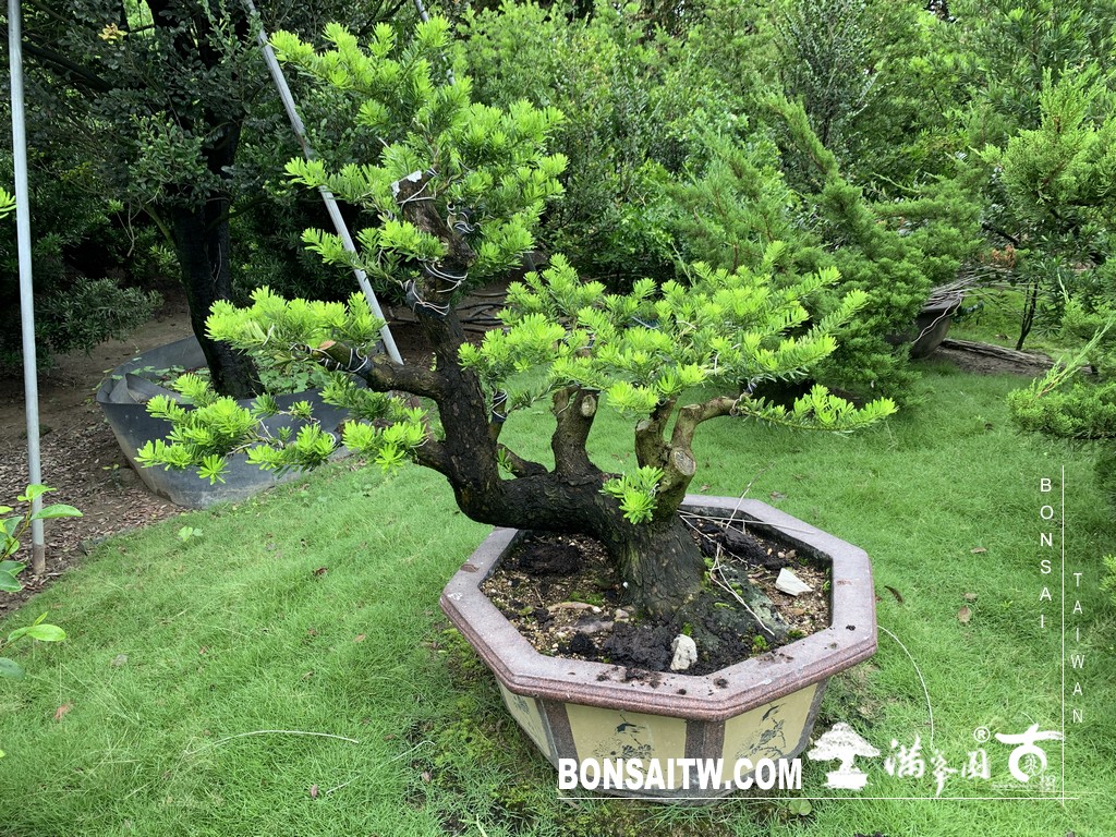 049 [晶鑽羅漢松]等待，是為了下一次的蛻變(82) 盆栽(Bonsai)