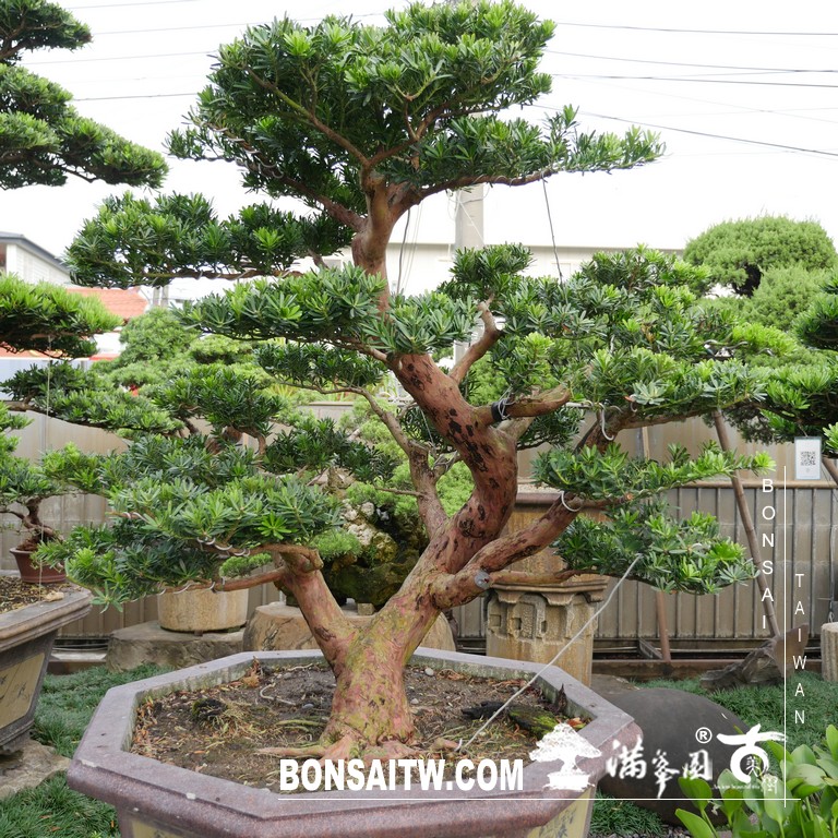 090 [晶鑽羅漢松]等待，是為了下一次的蛻變(86) 盆栽(Bonsai)