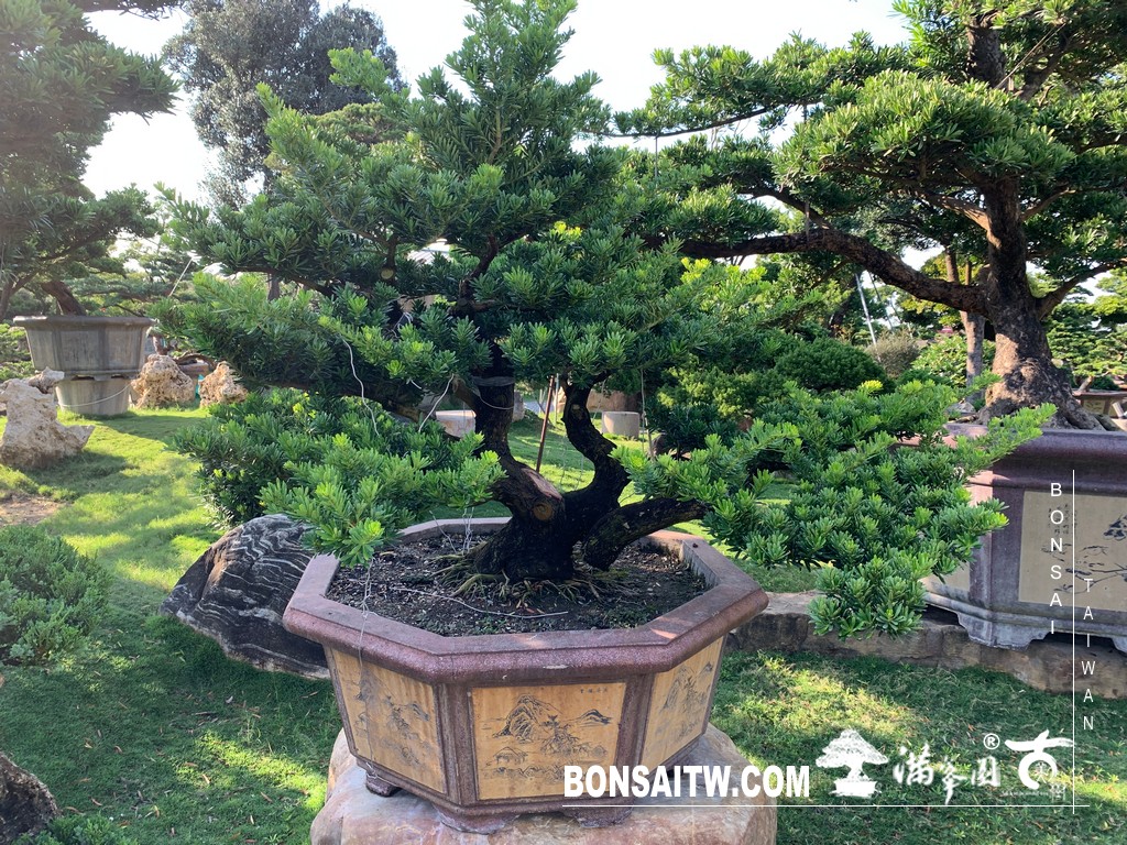 137 [晶鑽羅漢松]等待，是為了下一次的蛻變(79) 盆栽(Bonsai)