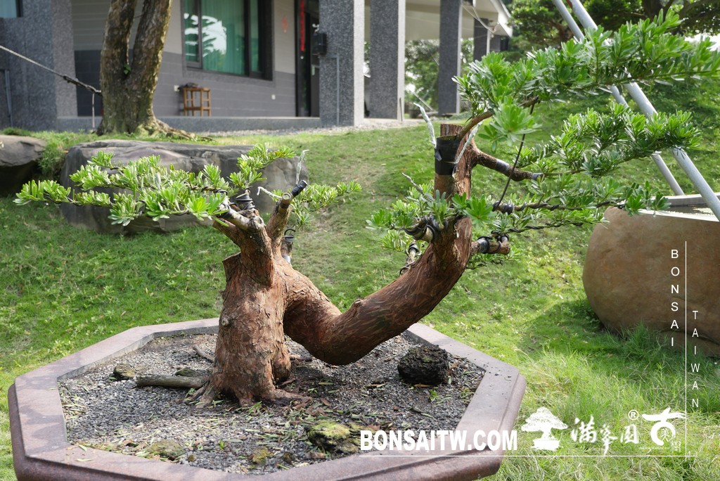 1E16CB7E 50A0 46E7 A99E D3719BC94F10 [晶鑽羅漢松]等待，是為了下一次的蛻變(85) 盆栽(Bonsai)