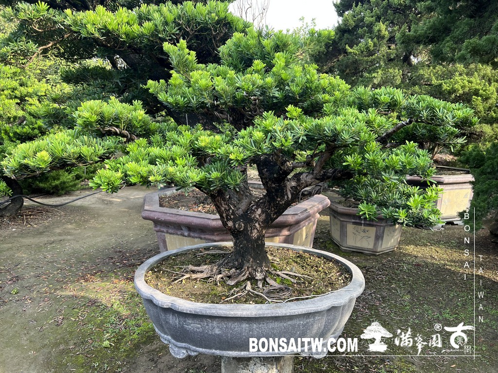 20221205 1515140800 uid BDEC9D57 03BA 4B69 B8DF 3C83E3AE436B 14088680 [晶鑽羅漢松]等待，是為了下一次的蛻變(84) 盆栽(Bonsai)