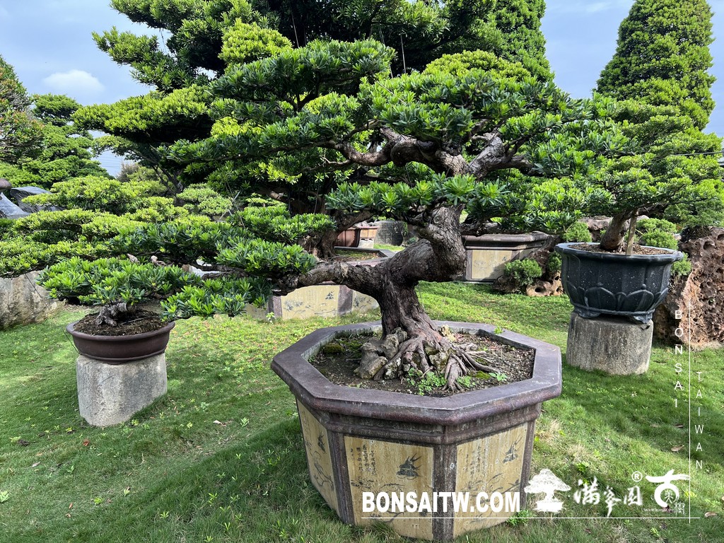 A26BD6DC DFB3 4777 9AAD 55F46259B675 [晶鑽羅漢松]等待，是為了下一次的蛻變(83) 蛻變專題(The plan)