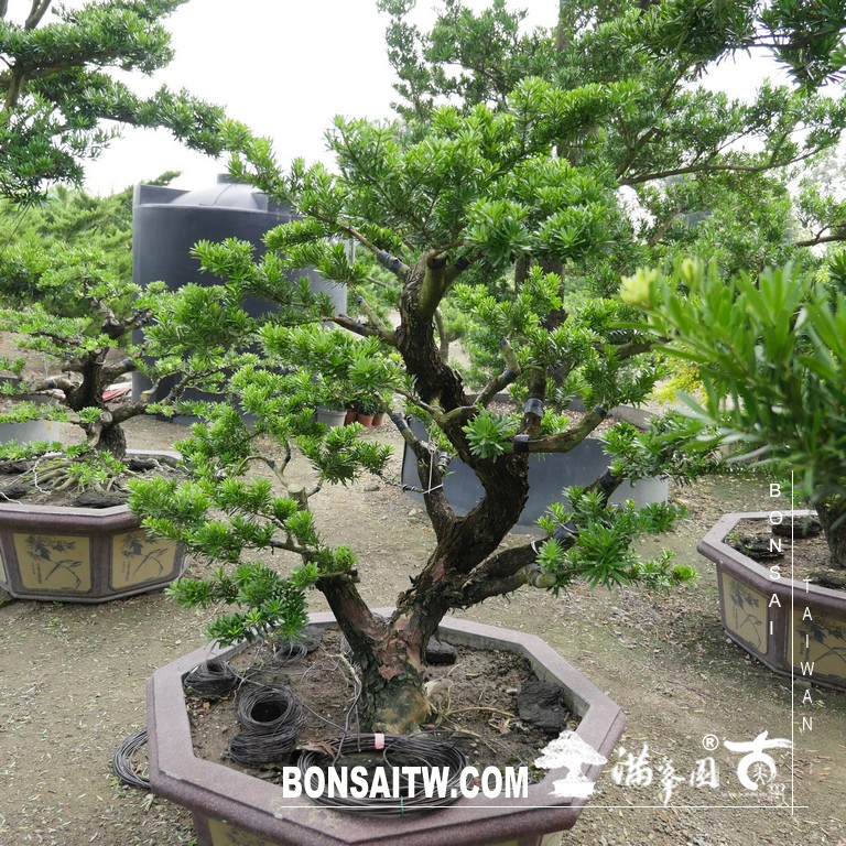 E0678AC8 69D7 4848 97F2 4C88B5E2D5FF [晶鑽羅漢松]等待，是為了下一次的蛻變(86) 盆栽(Bonsai)