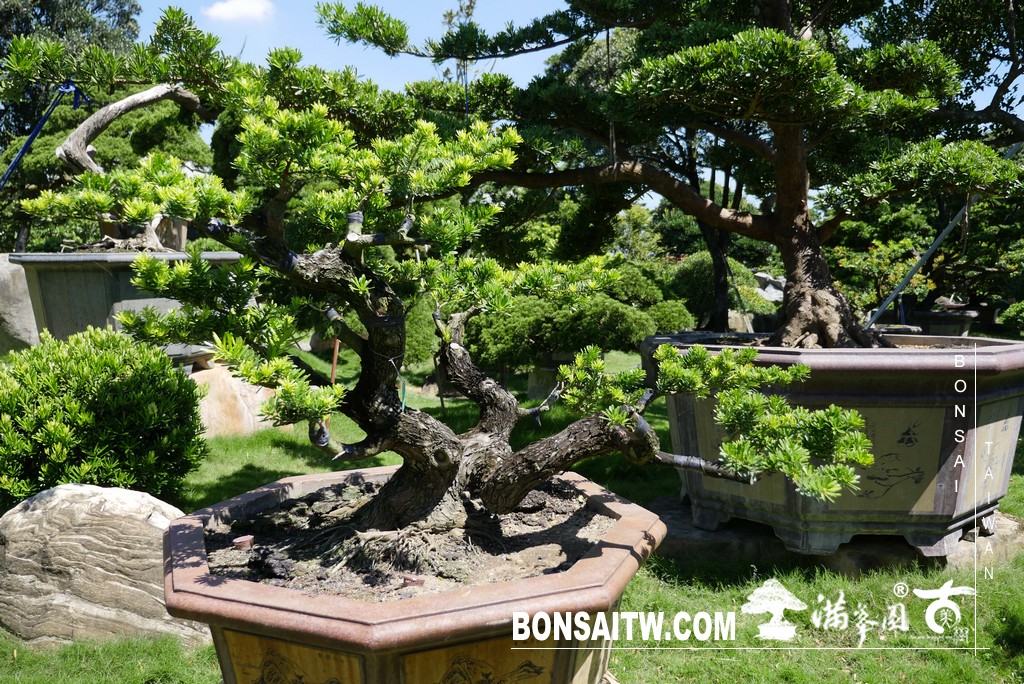 P1290608 [晶鑽羅漢松]等待，是為了下一次的蛻變(79) 盆栽(Bonsai)